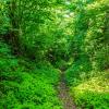 Bauern- und Holzknechtrunde Wilhering - Sommer 2025