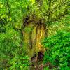 Bauern- und Holzknechtrunde Wilhering - Sommer 2025